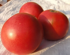 Tomate Rose de l'Etern Bio - Les Refardes