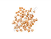 Bio-Tomate 