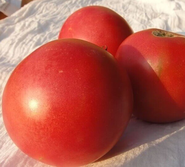 Tomate Rose de l'Etern Bio - Les Refardes