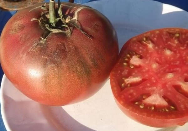 Tomate noire charbon Bio - Les Refardes