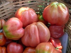Tomate rose de Gérone Bio - Les Refardes