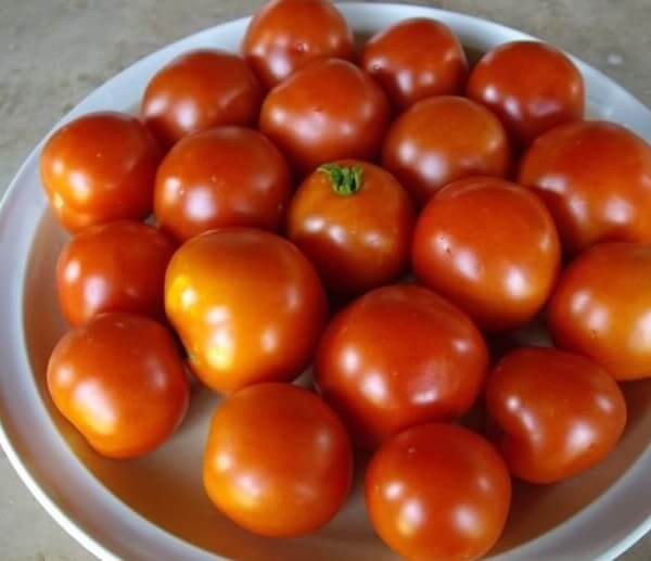 Petite tomate buissonnante Bio - Les Refardes