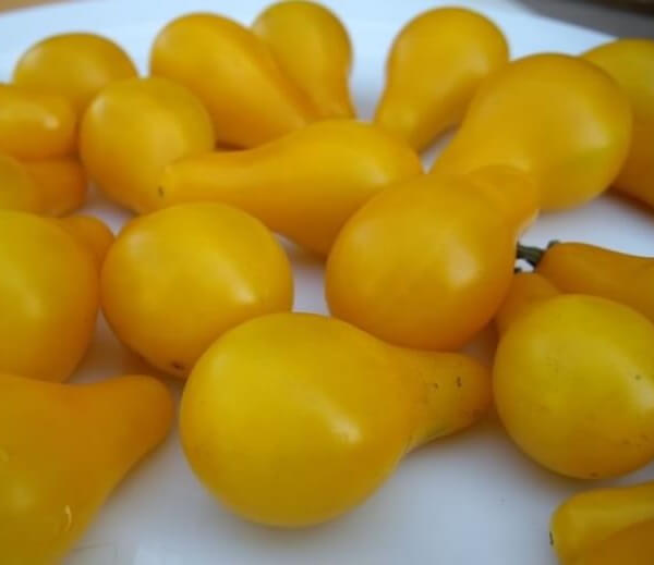 Organic Yellow Bulb Tomato -  Les Refardes