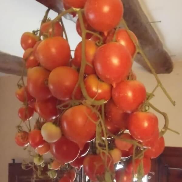 Organische mallorquinische Hängetomate - Les Refardes