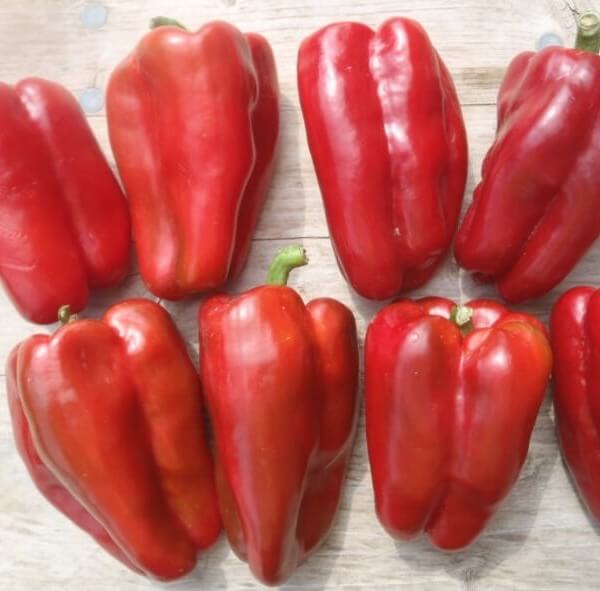 Organic 4 Morros Red Pepper - Les Refardes