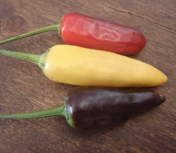 Piment fort de la République Bio - Les Refardes