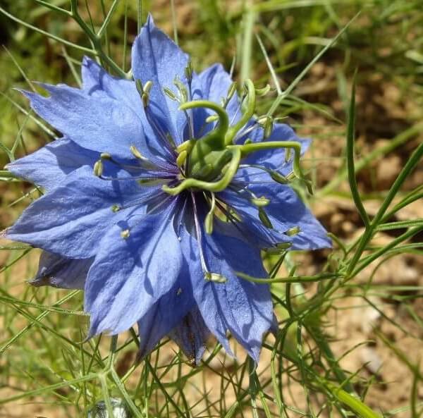 Organic Love-in-a-mist - Les Refardes