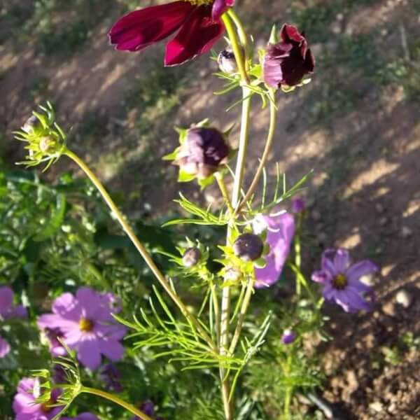 Flor Cosmos Eco - Les Refardes