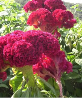Flor Cresta de Gallo Eco - Les Refardes