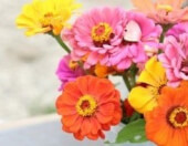 Zinnia oder Mystic Rose aus Les Refardes