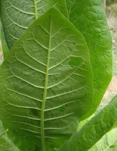 Tabaco Eco - Les Refardes