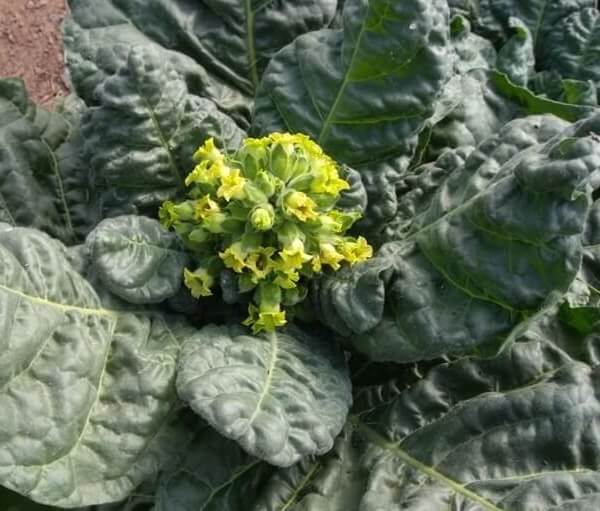 Organic Pota Tobacco - Les Refardes