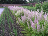 Clary Sage - Les Refardes 