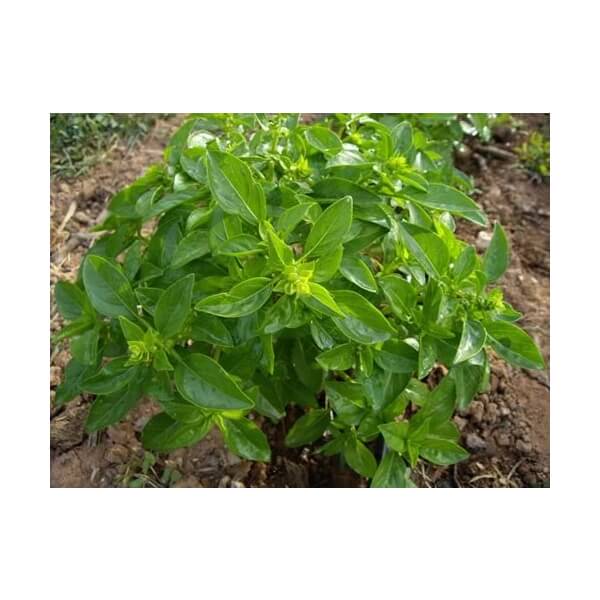 Les Refardes organic Small Leaf Basil 