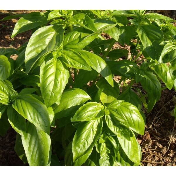 Basilic à grandes feuilles Bio - Les Refardes