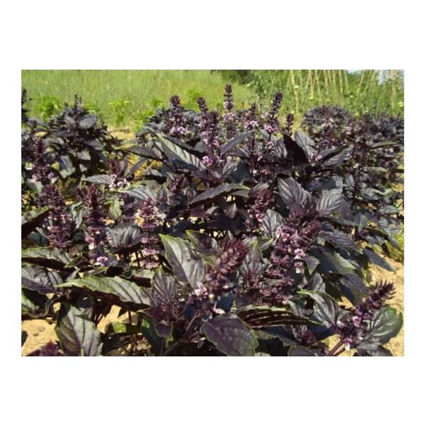 Basilic pourpre Bio - Les Refardes