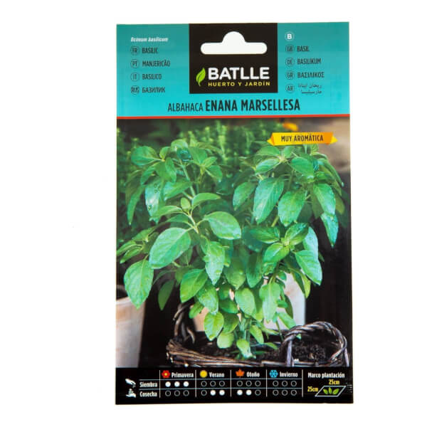 Dwarf Marseillaise Basil - Batlle