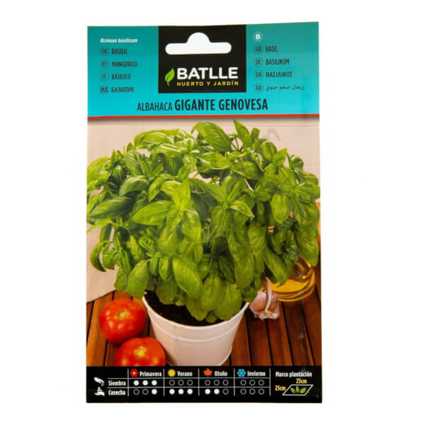 Batlle Basil - Genoese Giant