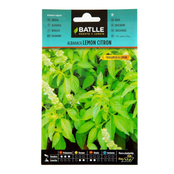 Basilic Lemon Citron - Batlle