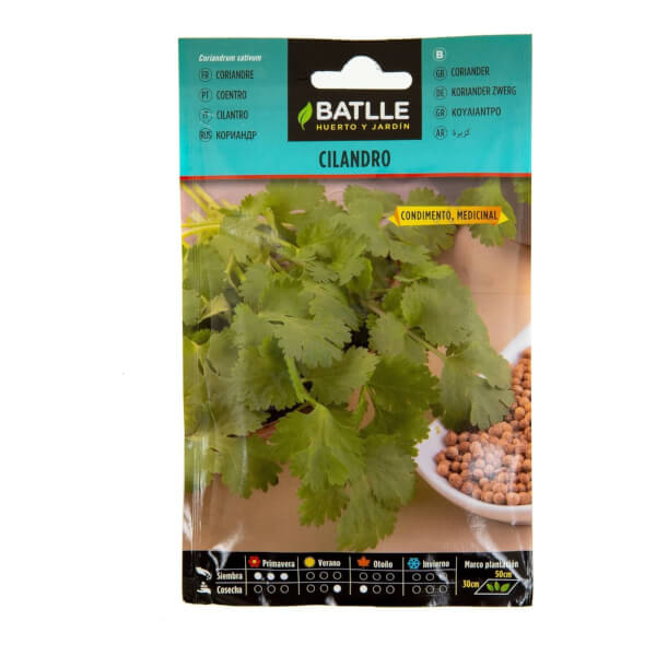 Coriander