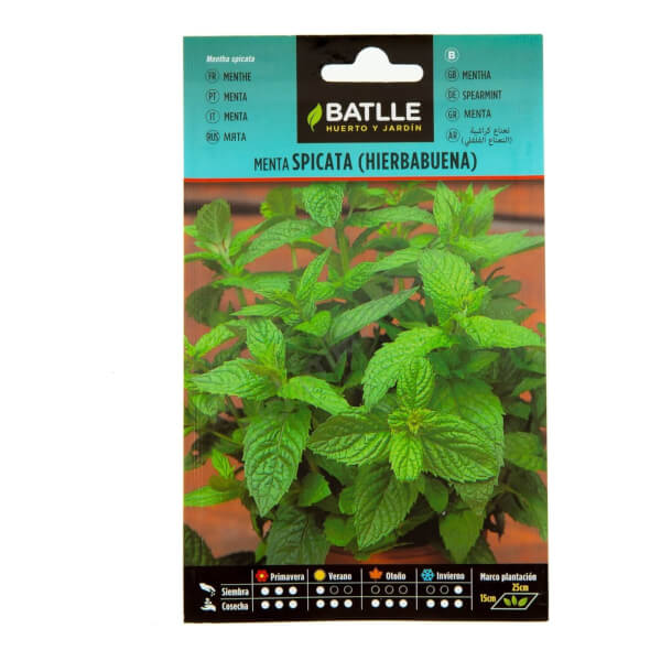 Menthe verte (menthe en épi) - Batlle