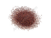 Common Oregano
