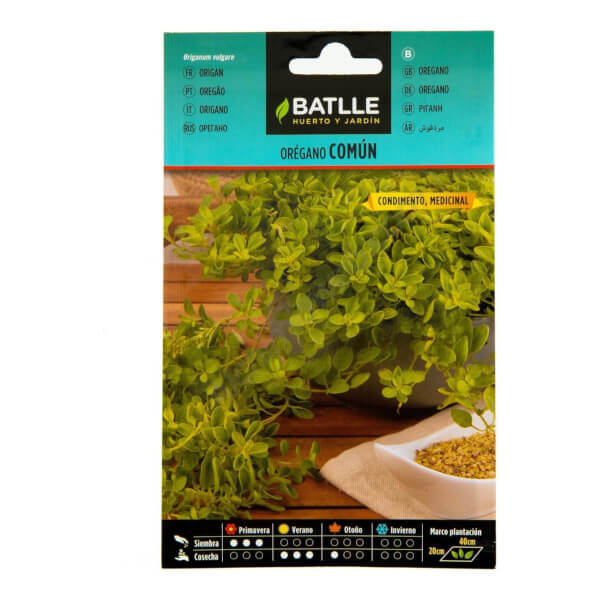 Common Oregano
