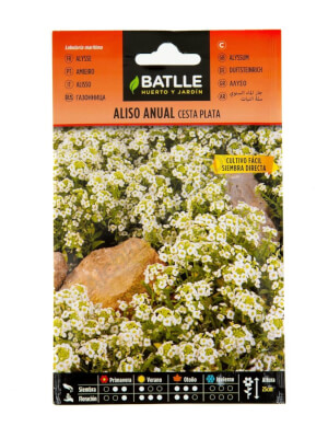 Snow Basket Alyssum