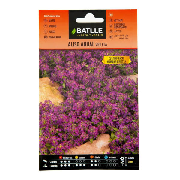 Sweet Alyssum