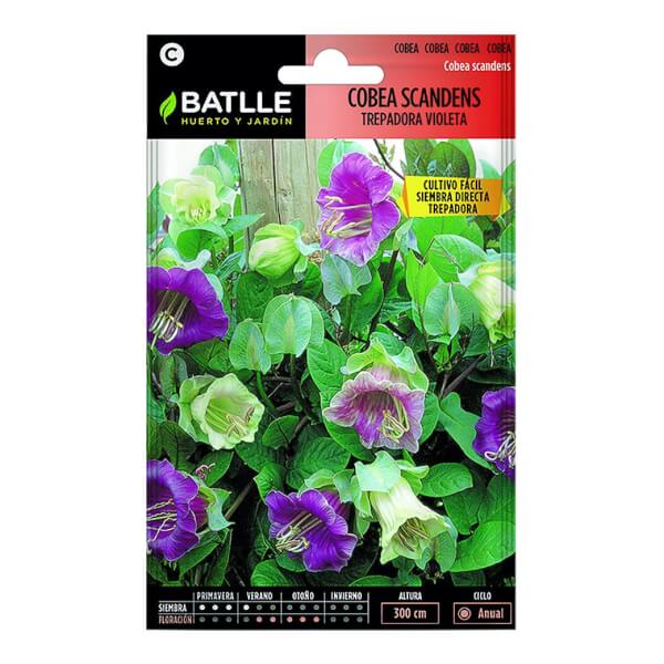 Batlle Cobea Scandens