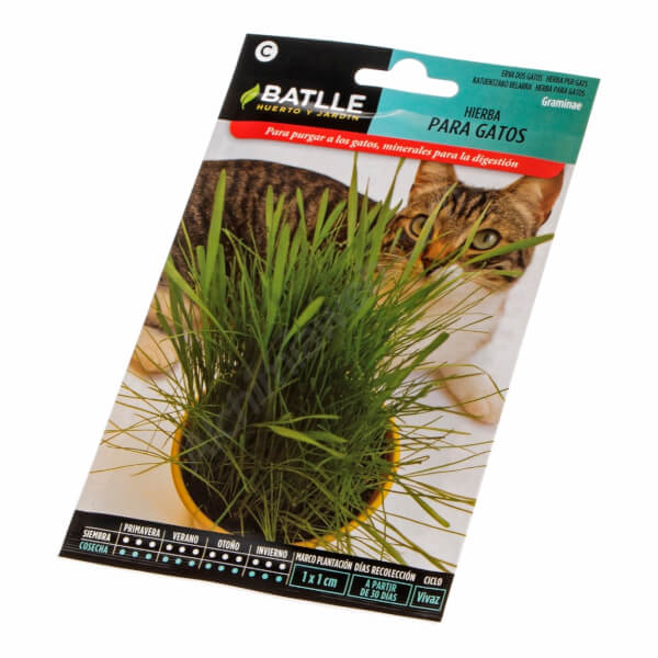 Herbe à chat - Batlle