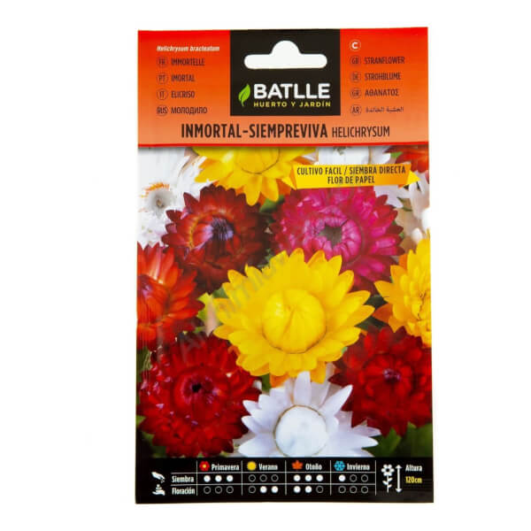 Strawflower - Batlle