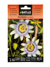Batlle - Common Passion Flower