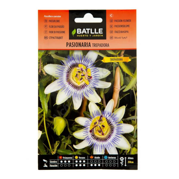 Blaue Passionsblume - Batlle