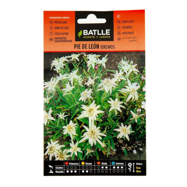Edelweiss des Alpes
