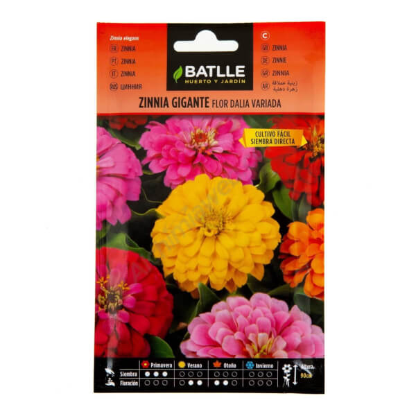 Batlle - Giant Dahlia Zinnia 
