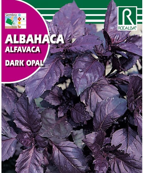 Basilic opale foncé de Rocalba