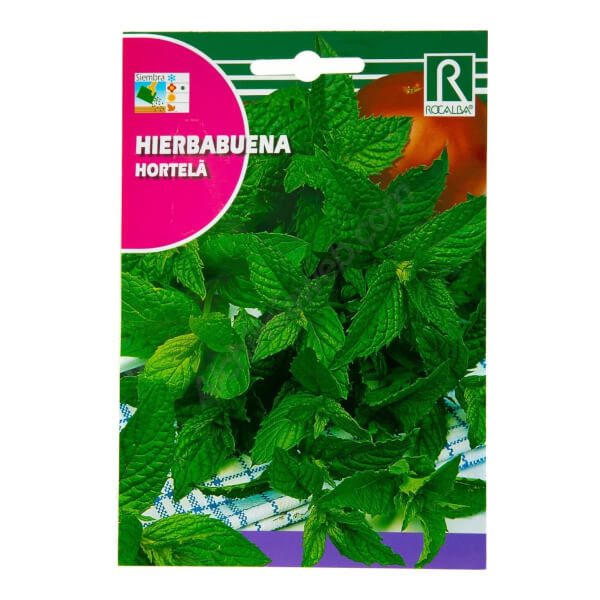 Menthe de Rocalba 