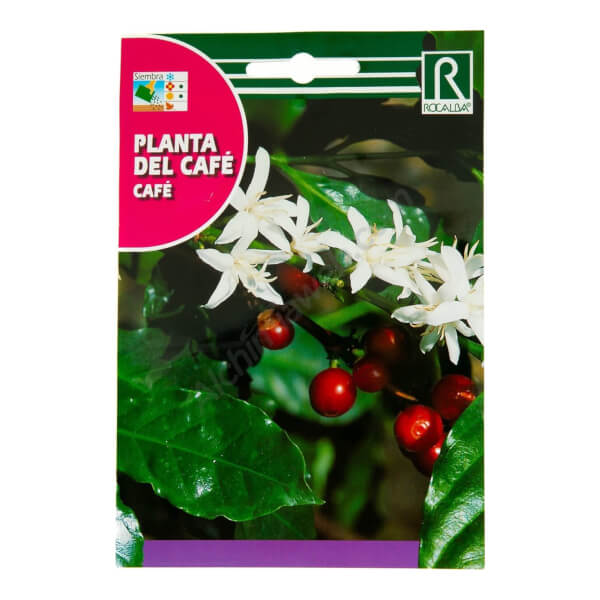 Planta del Café - Rocalba
