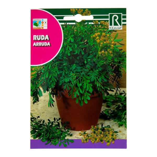 Rue officinale - Rocalba