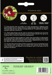 Antirrhinum (Bouche de Dragon)