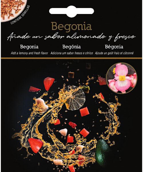 Begonia
