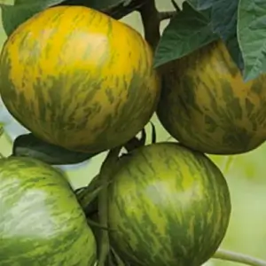 Tomaten-Bunte Zwischensaison-Cote d'Zebra
