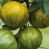 Tomate Bigarrée Mi-Saison Cote d’Zebra