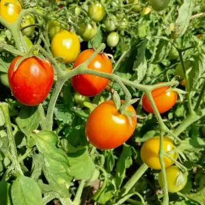 Tomate Early Cherry - Kokopelli