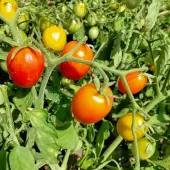 Tomate Early Cherry Kokopelli