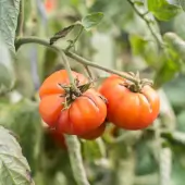 Striped German tomate Kokopelli