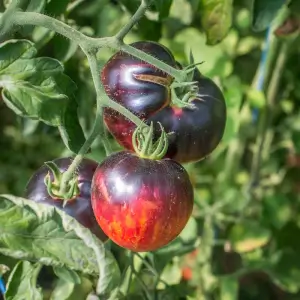 Indigo Mi-Saison Persuasión Tomate