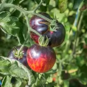 Indigo Mi-Saison Persuasión Tomate