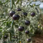Tomate Indigo Mi–Saison Jl Midnight Select - Kokopelli